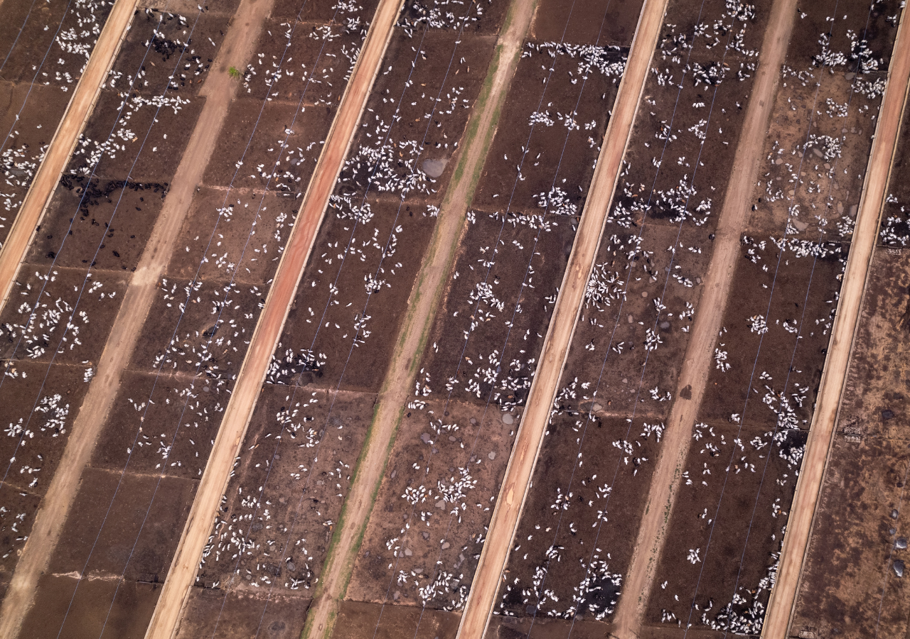 K odkladu sporného evropského nařízení o odlesňování přispěla i Potravinářská komora ČR 