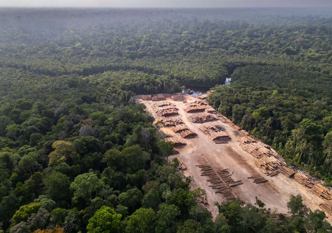 Evropský parlament podpořil členské státy v ročním odkladu nařízení o odlesňování kvůli chaosu a nepřipravenosti podniků 