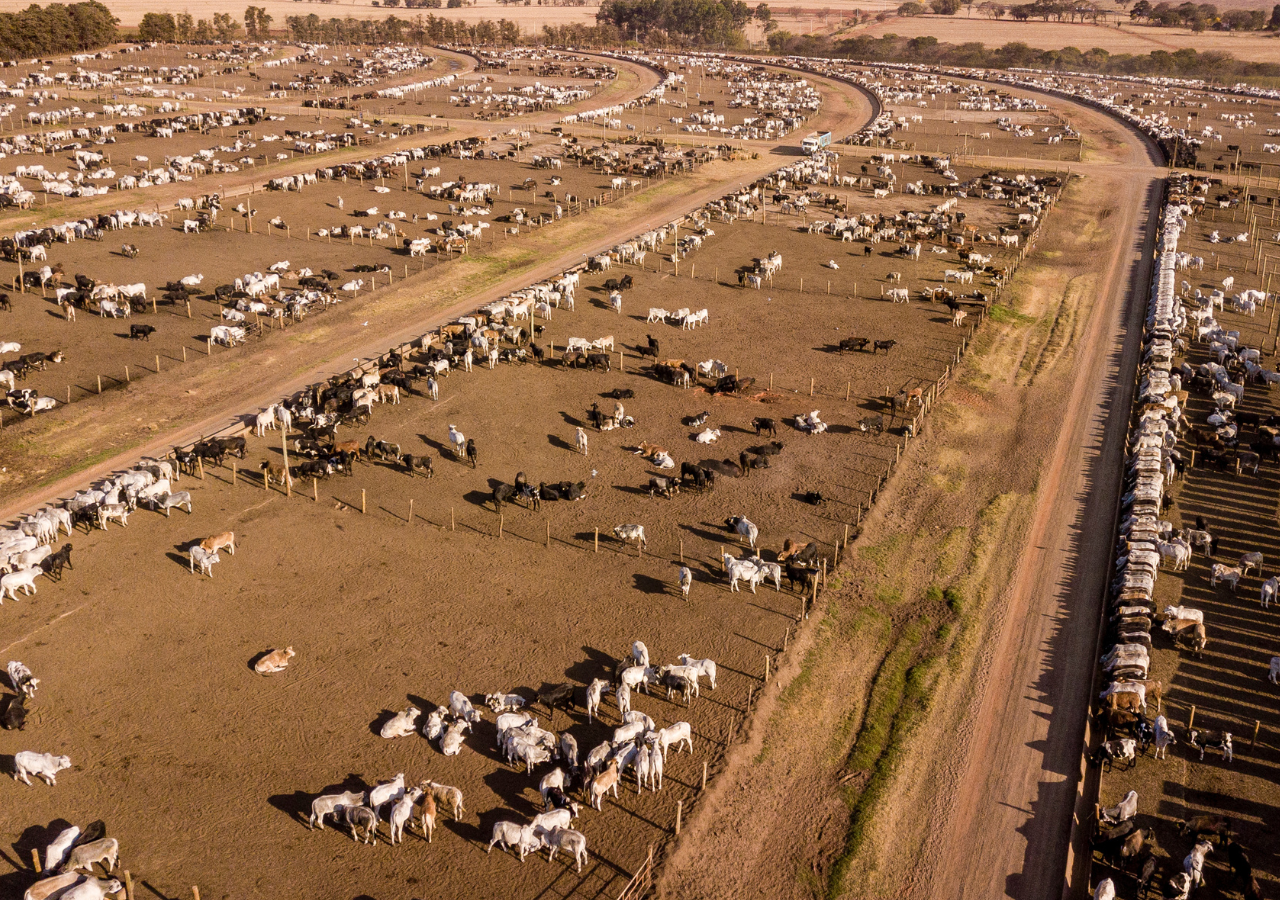 Evropa se dohodou s Mercosurem vzdává vlastního zemědělství a potravinářství 
